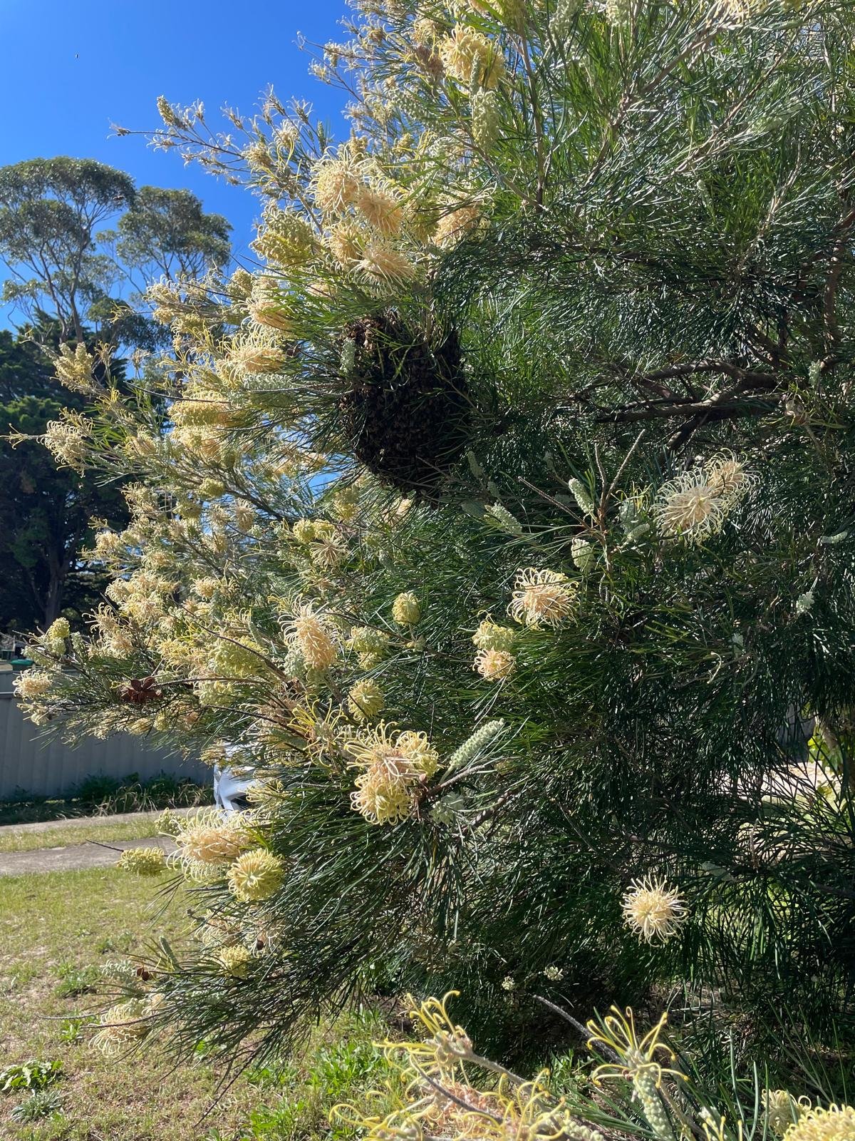 Swarm photo